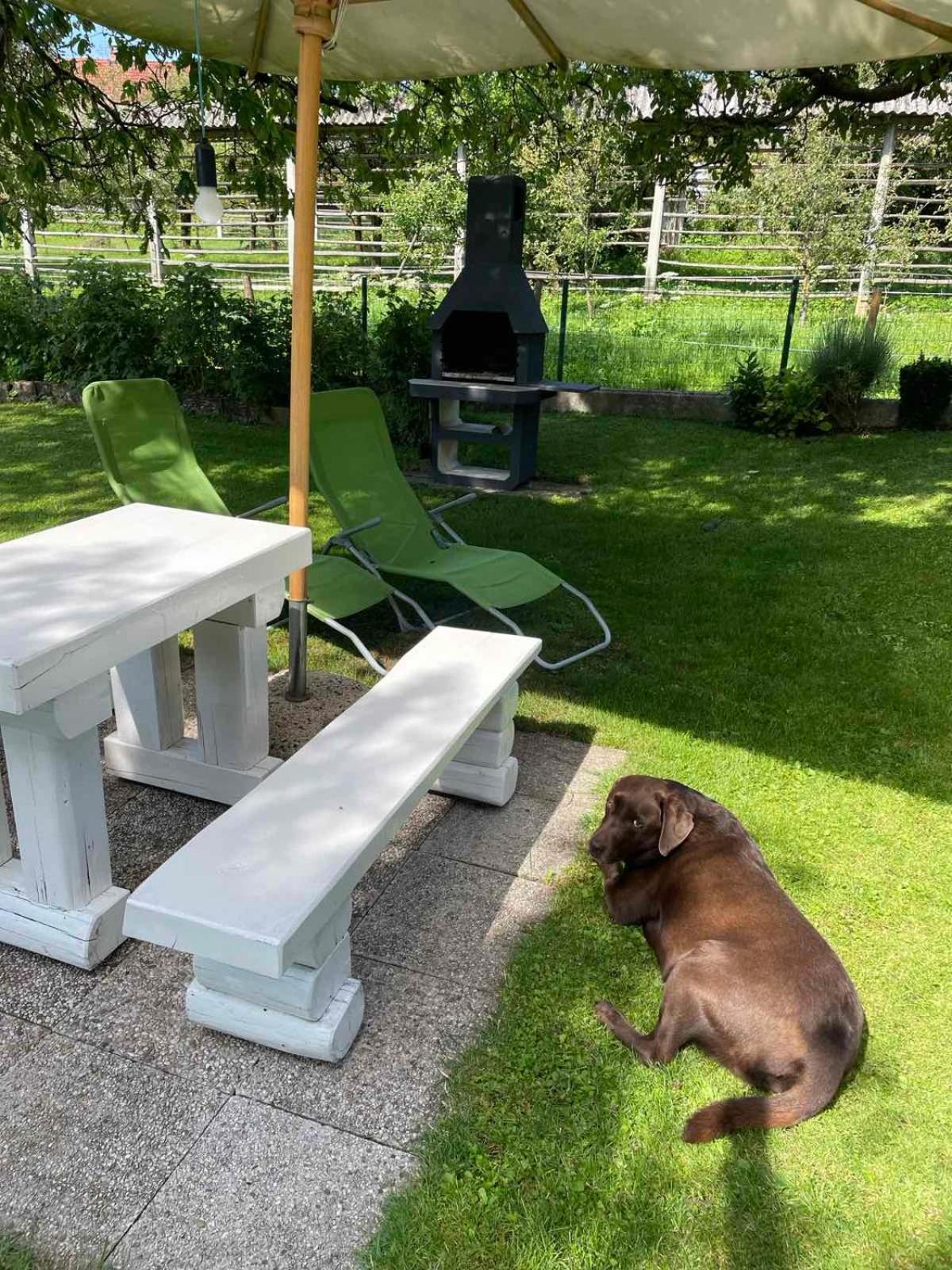 Apartma Pri Olgi Bled Exteriör bild